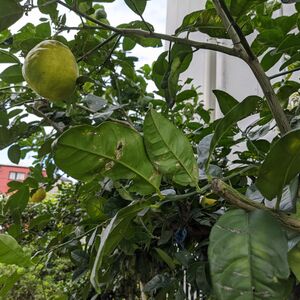 IMG_20201102_083933
