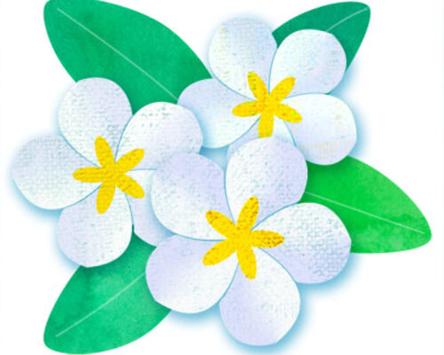 plumeria_white