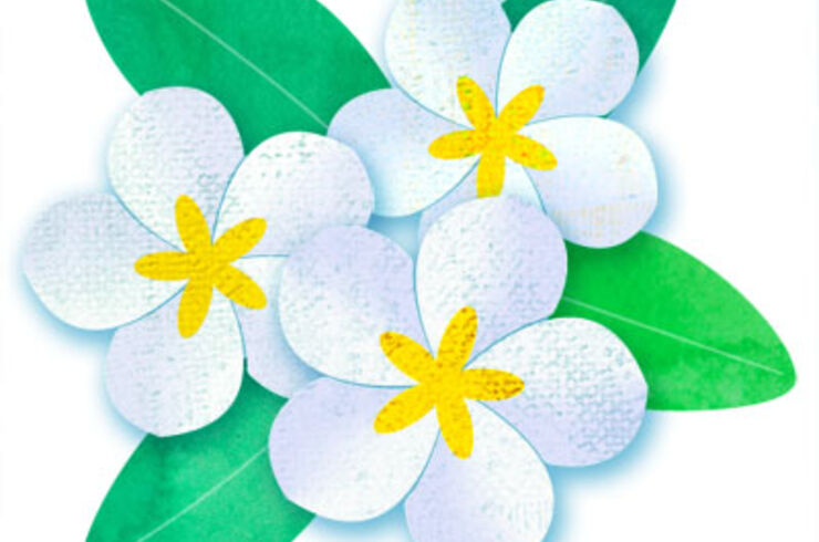 plumeria_white